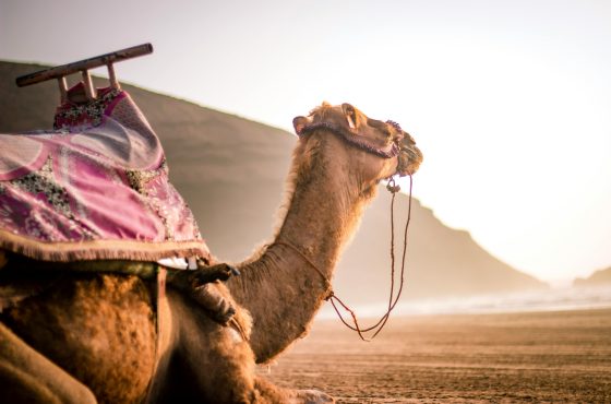 Camel Ride & Moroccan Folklore